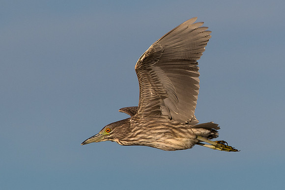 Juvenile Yellow-crowned Night Heron