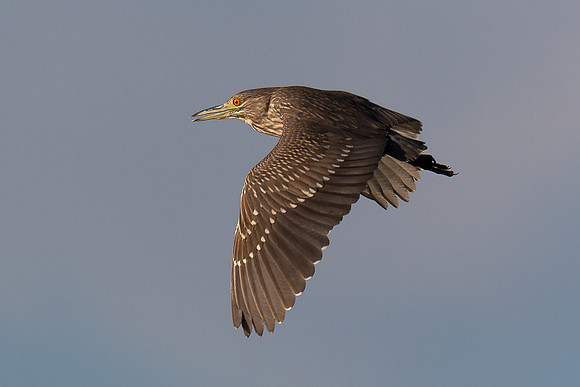 Juvenile Yellow-crowned Night Heron