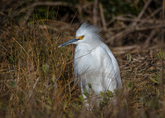 Snowy Egret