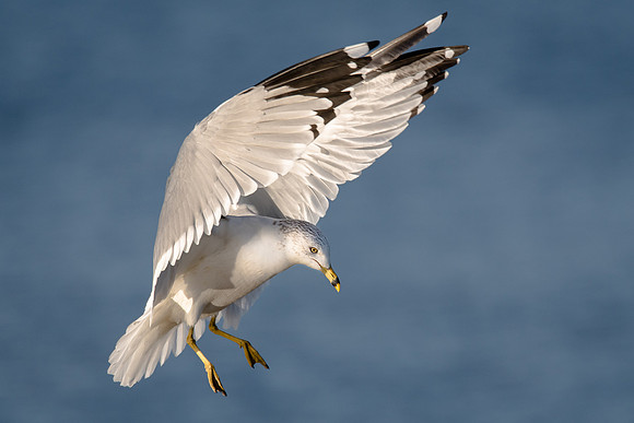 Ring-billed Gull