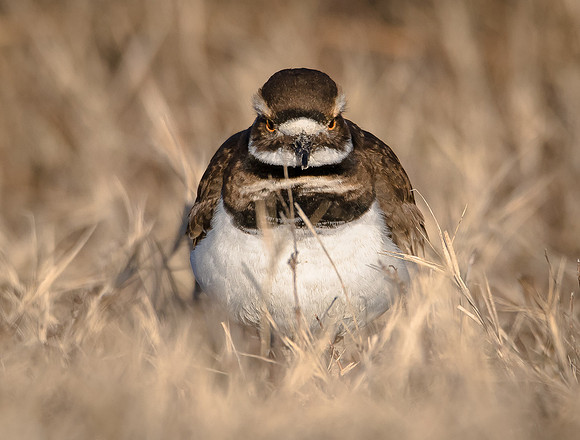 Killdeer