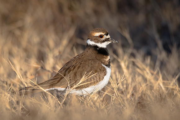 Killdeer