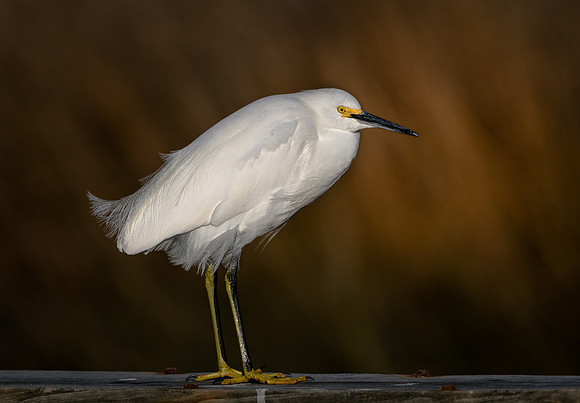 Snowy Egret
