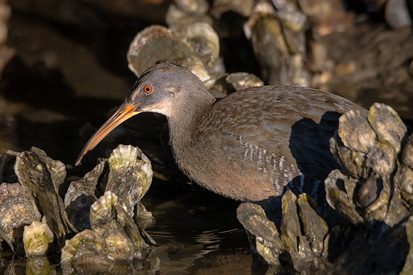 Clapper Rail