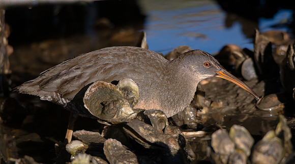 Clapper Rail