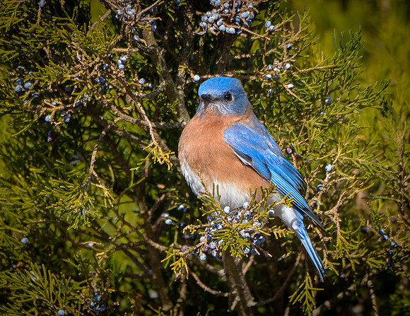 Eastern Bluebird