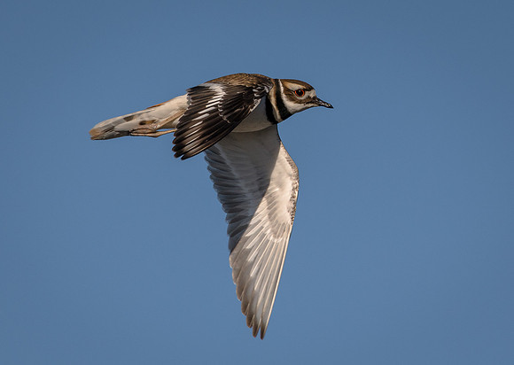 Killdeer
