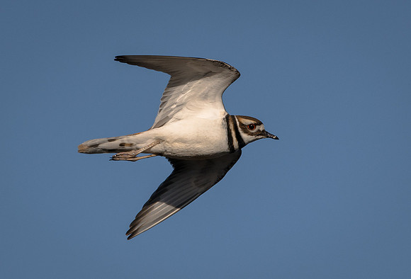 Killdeer