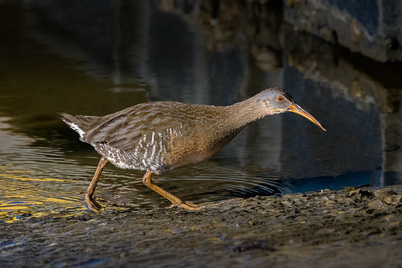 Clapper Rail