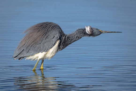 Tricolored Heron