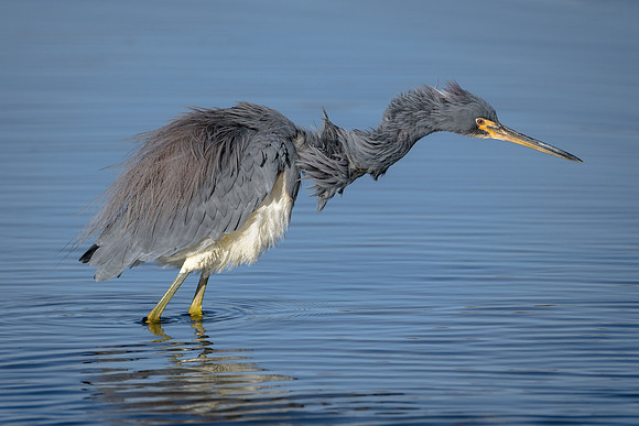 Tricolored Heron