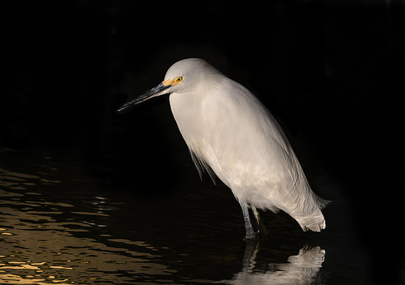 Snowy Egret