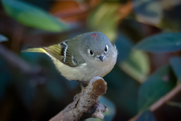 Ruby-crowned Kinglet