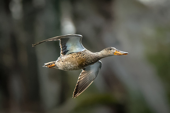 Northern Shoveler