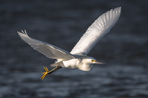Snowy Egret