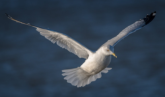 Ring-billed Gull