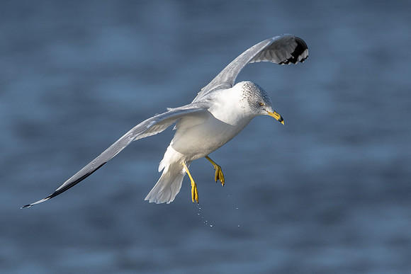 Ring-billed Gull