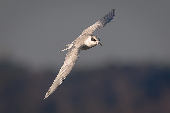 Foster's Tern