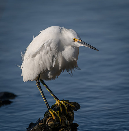 Snowy Egret