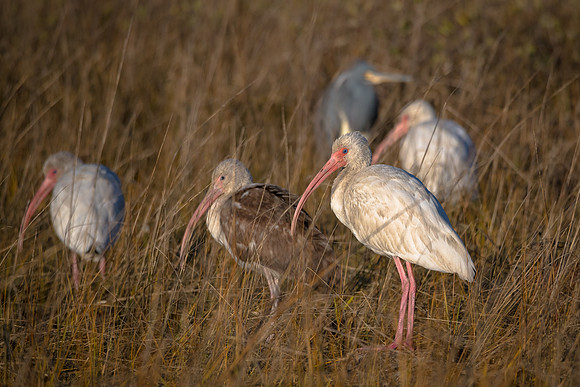 Ibis