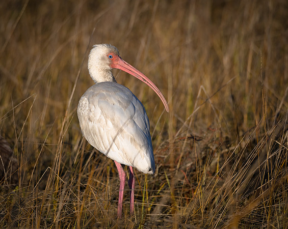 Ibis