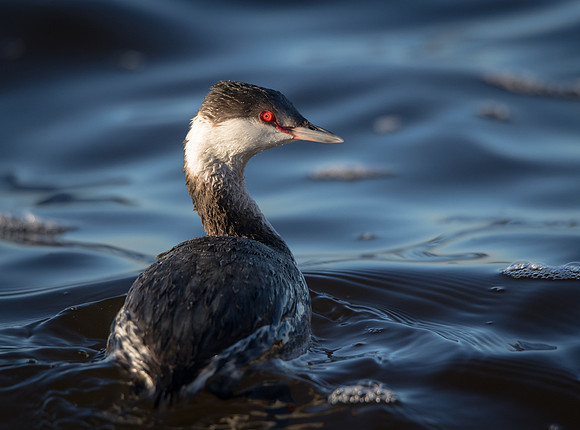 Horned Grebe