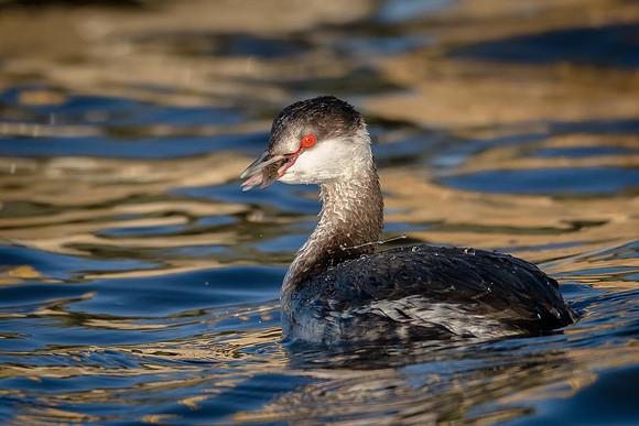 Horned Grebe