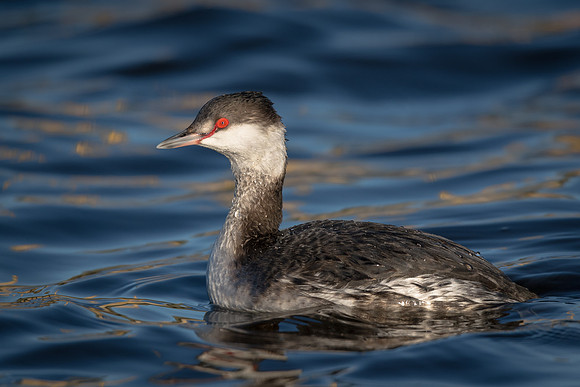 Horned Grebe