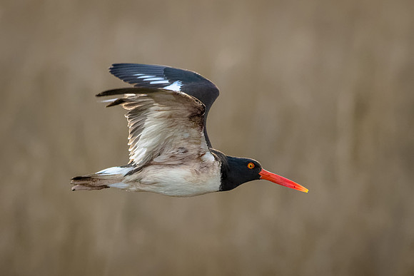 Oystercatcher