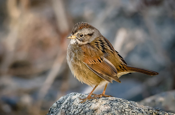 Swamp Sparrow