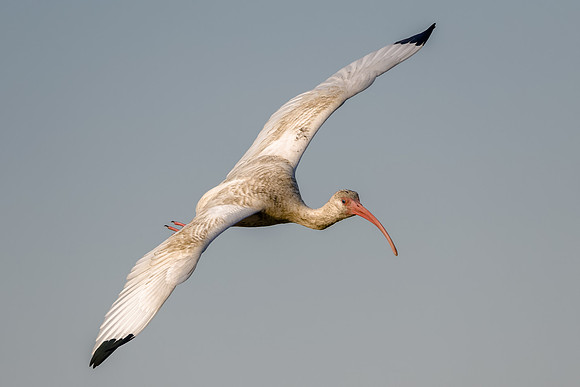 Ibis