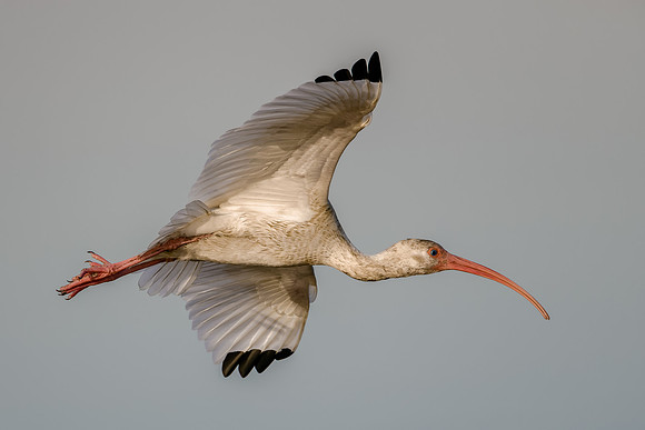 Ibis