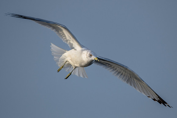 Ring-billed Gull