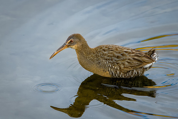 Clapper Rail