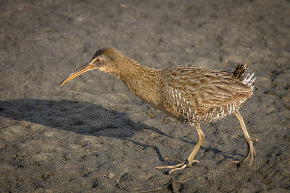 Clapper Rail