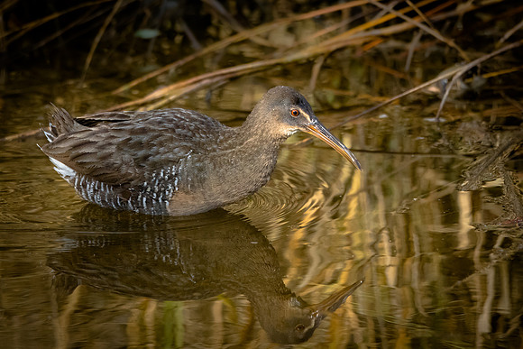 Clapper Rail