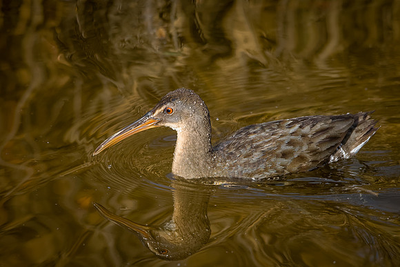 Clapper Rail