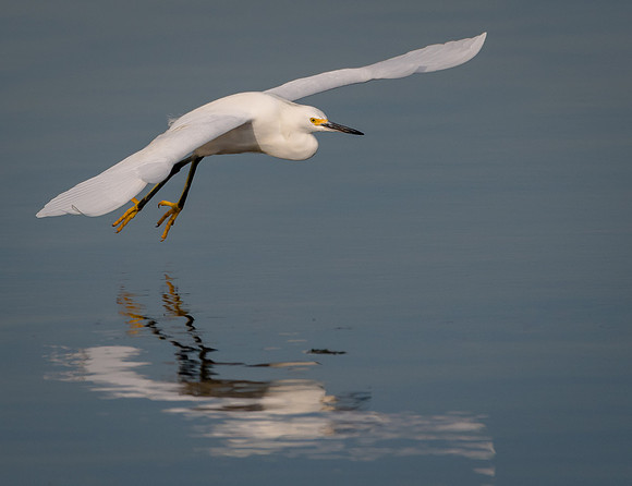 Snowy Egret