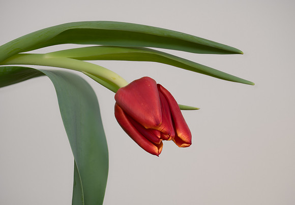 Tulip using Focus Stacking