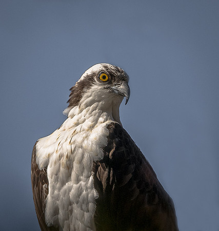 Osprey
