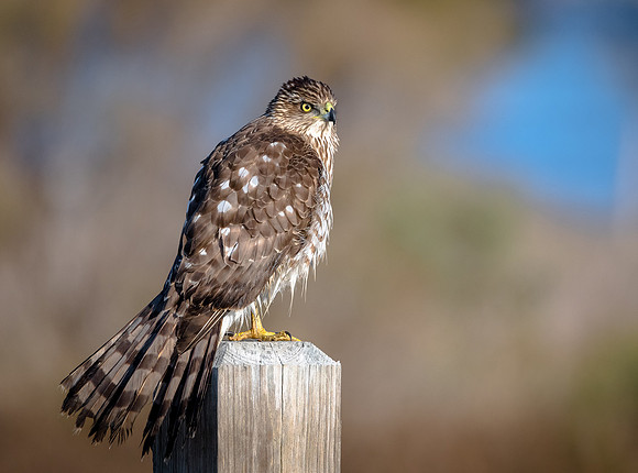 Cooper's Hawk