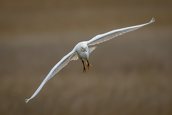Snowy Egret