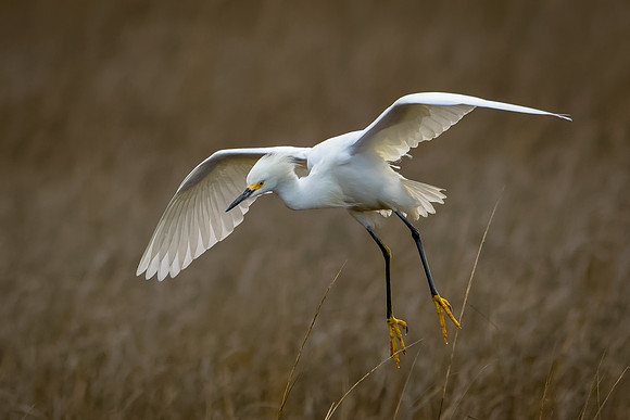 Snowy Egret