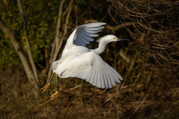 Snowy Egret