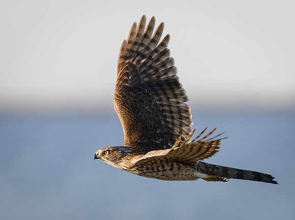 Cooper's Hawk
