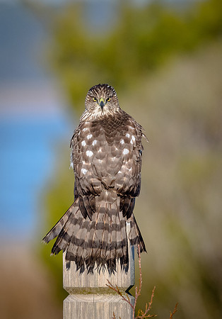 Cooper's Hawk