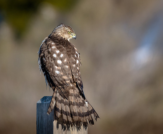 Cooper's Hawk