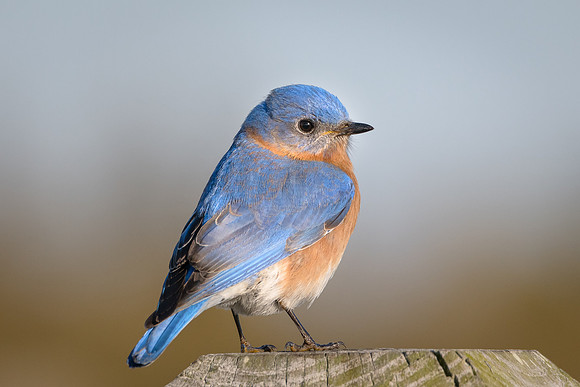 Eastern Bluebird