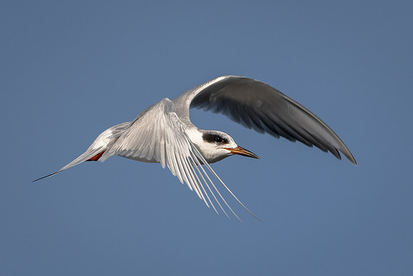 Foster's Tern