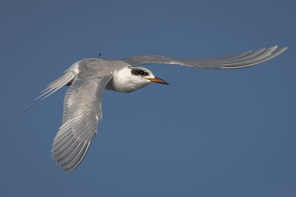 Foster's Tern